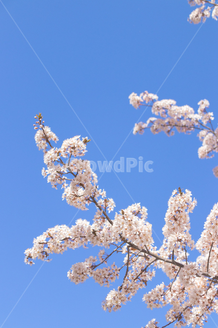 매화,blossom,꽃,식물,flower,봄,계절,spring,season,식물,자연,plants,nature,꽃,flower