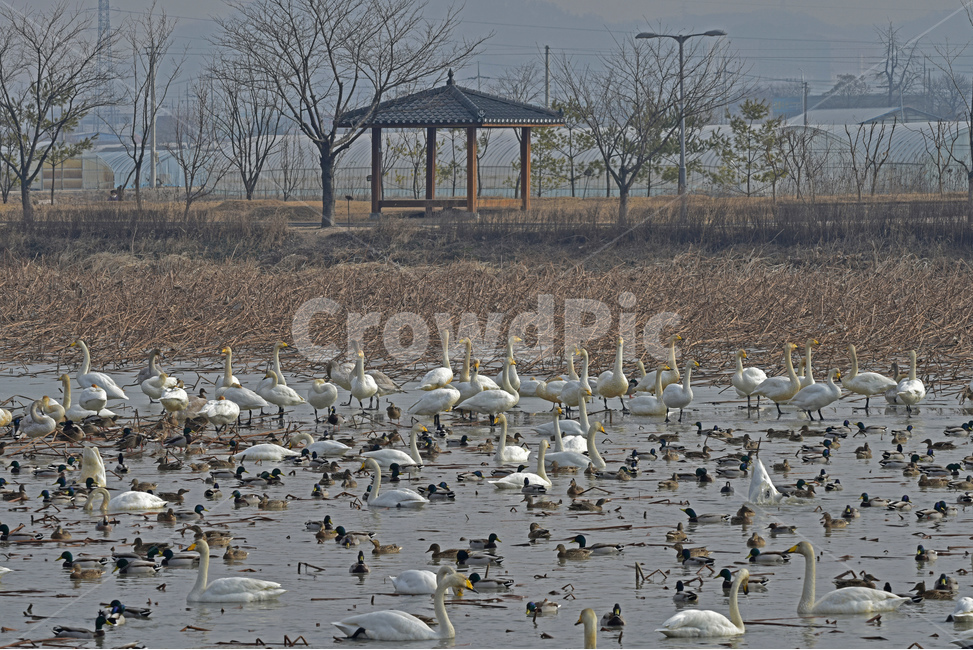 고니,큰고니,겨울철새,철새,물새,조류,오리과,동물,animal,조류,새,birds
