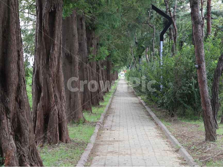 메타세콰이어,나무,길,식물,plant,tree,자연,풍경,nature,landscape