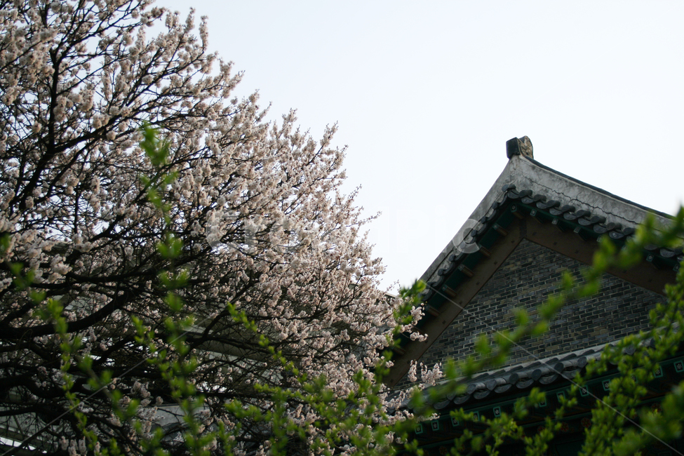벚꽃,산책,봄,봄날,감성,spring,flower,풍경,식물,꽃,하얀,흰색,white,한국,지붕,기와,봄,계절,spring,season,한국전통,한국문화,korean traditional,korean culture,식물,자연,plants,nature,꽃,flower,건축물,건물외관,exterior,building,structure,architecture,construction,plant