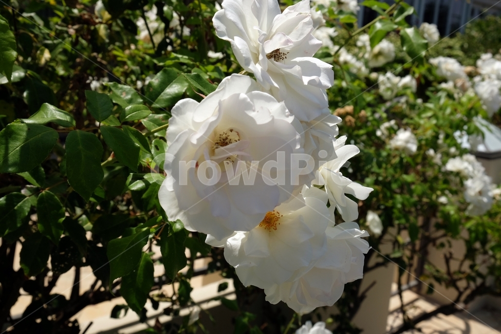 꽃,식물,flower,나무,하얀꽃,하양,흰색,식물,자연,plants,nature,꽃,flower
