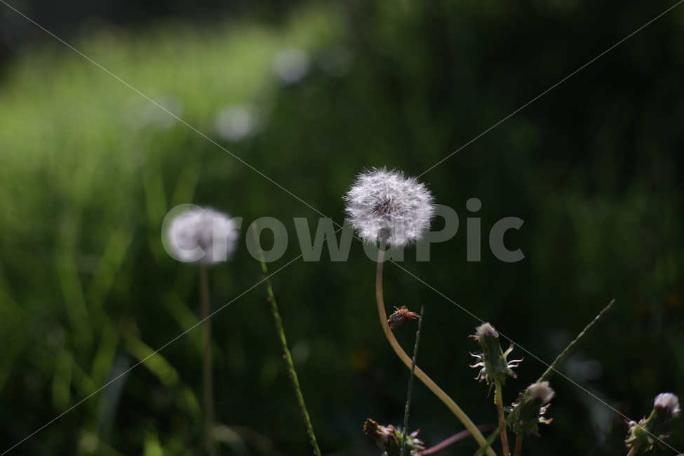 	꽃,자연,햇빛,5dmark3,민들레,초록색,식물,자연,plants,nature,꽃,flower