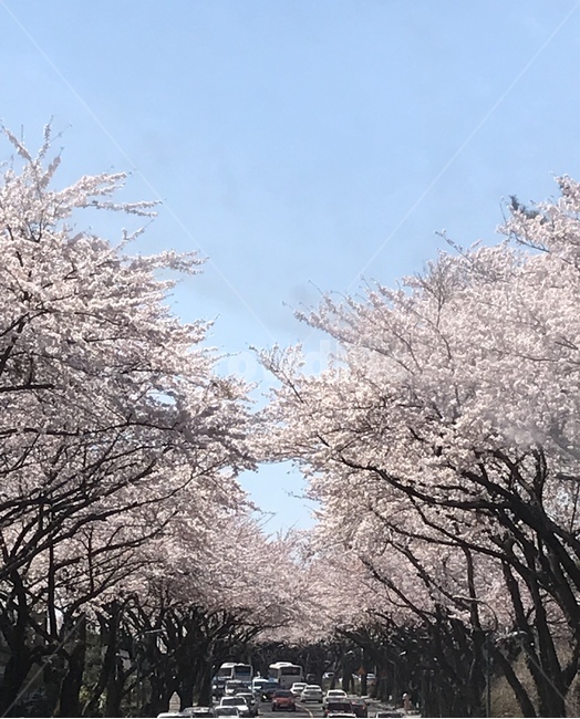 제주봄,제주벚꽃,벚꽃축제,제주대입구,4월벚꽃,봄,계절,spring,season,자연,풍경,nature,landscape,plant,식물