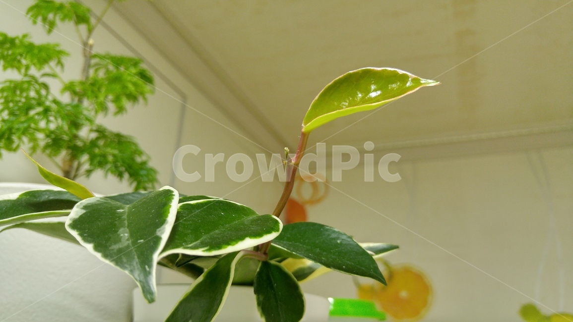 화초,식물,호야,새싹,잎,leaf,식물,자연,plants,nature