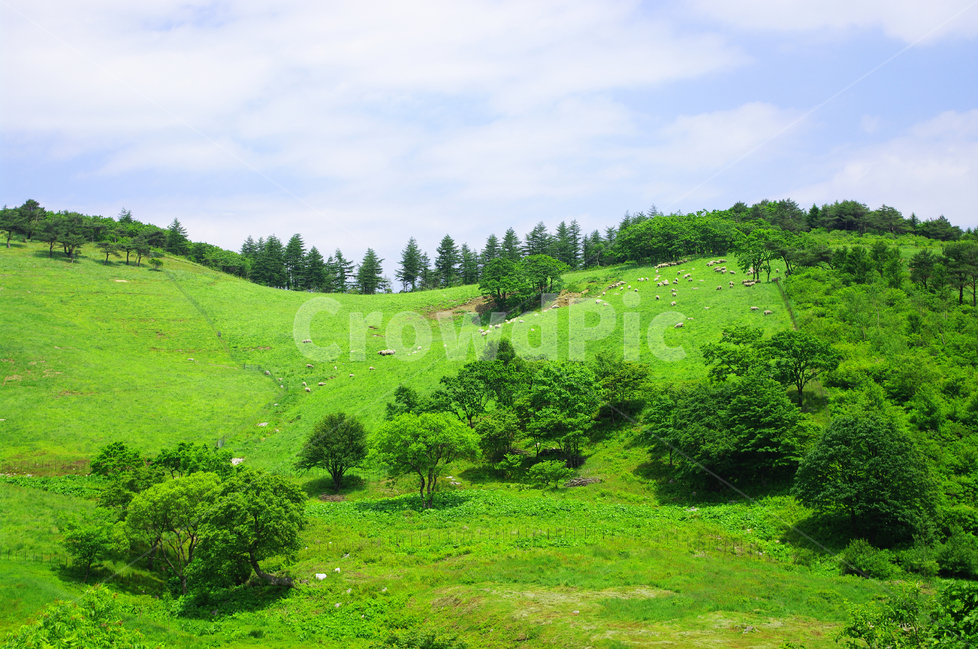 목장,초원,color,풍경,풍광,자연,nature,landscape,하늘,구름,자연,풍경,nature,landscape,한국자연풍경,한국자연경관,korea nature landscape,field,들,grassland,목초지,outdoors,옥외