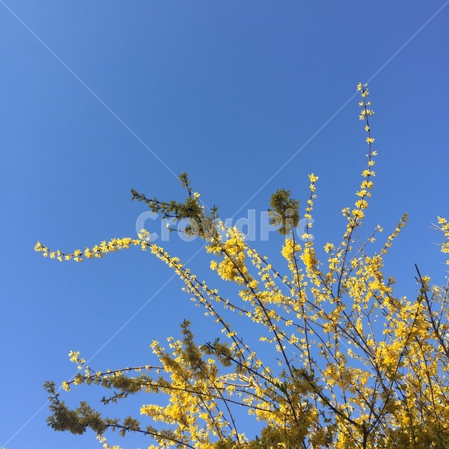 봄,개나리,forsythia,하늘,노란꽃,flowers,풍경,봄꽃,계절,springseason,식물,자연,plants,nature,꽃,flower,나무,trees,wood,감성,sensible,feeling,spring,오후,화창한,봄날,korea,sky,blossom