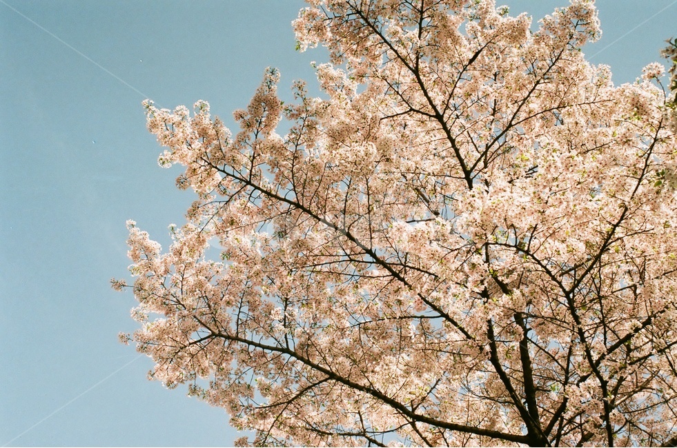 벚꽃,봄,봄꽃,벚꽃나무,spring,식물,계절,감성,힐링,사쿠라,season,flower,자연,풍경,봄,계절,spring,season,식물,자연,plants,nature,꽃,flower,나무,trees,wood,plant,blossom,cherry blossom