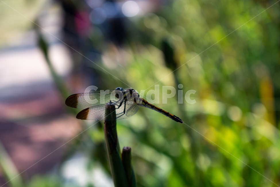잠자리,dragonfly,드래곤플라이,곤충,휴식,날개,동물,animal,곤충,벌레,insect,bug