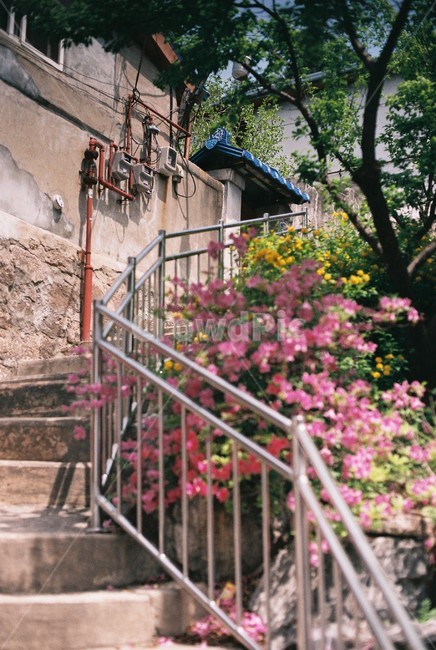 계단,동네,벛꽃,주택,봄,봄,계절,spring,season,골목길,alley,banister,난간,handrail,railing