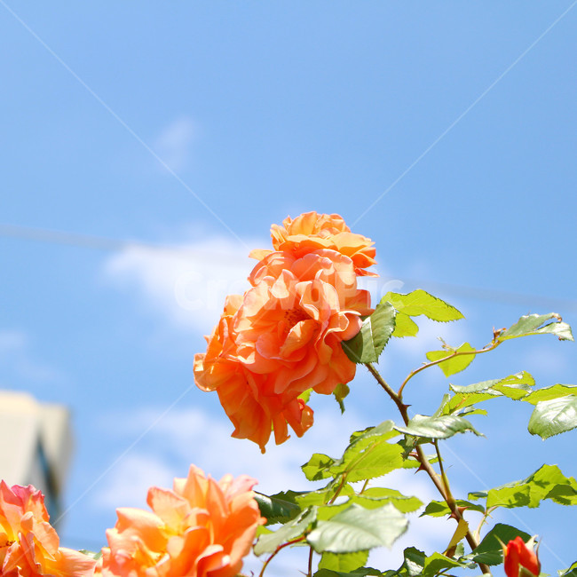 감성사진,자연,하늘,꽃,장미,색감,보정,flower,sky,summer,nature,식물,자연,plants,nature,꽃,flower,색깔,색상,색채,색감,color sense,color sensitivity,feeling of color