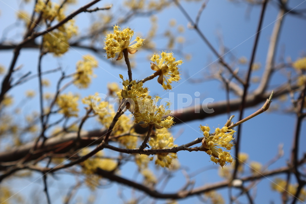 노란꽃,꽃,flower,산수유꽃,산수유