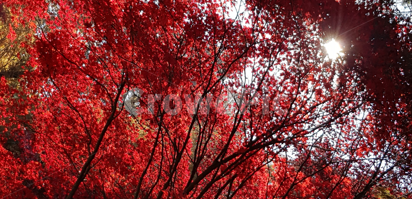 가을,낙엽,단풍,나무,자연,빨강,잎,maple,tree,식물,가을,계절,fall,autumn,season,leaf,plant