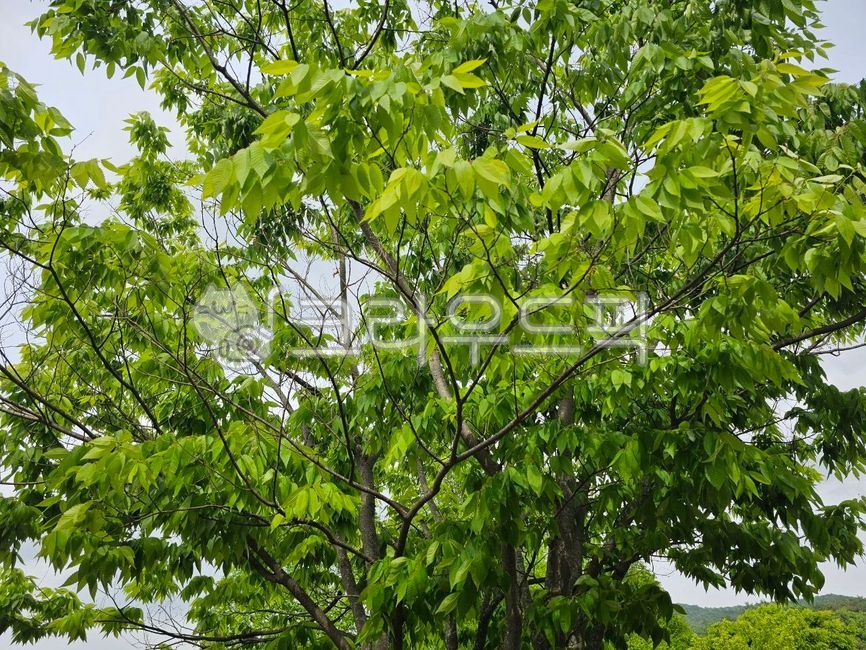 tree, 나무, leaf, 잎, vegetation, 사진,이미지,일러스트,캘리그라피 - Aiden Kang작가