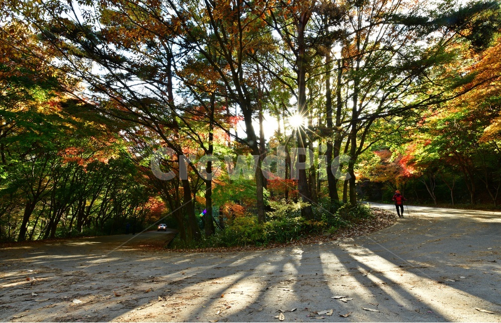 person,사람,human,인간,tree,나무,plant,식물,leaf,잎,maple,단풍,추색,만추,자연,경치,경관,풍경,도로,차량,포장도로,가을,낙엽,단풍잎,공원,국립공원,계절,무등산,원효사,원효사길