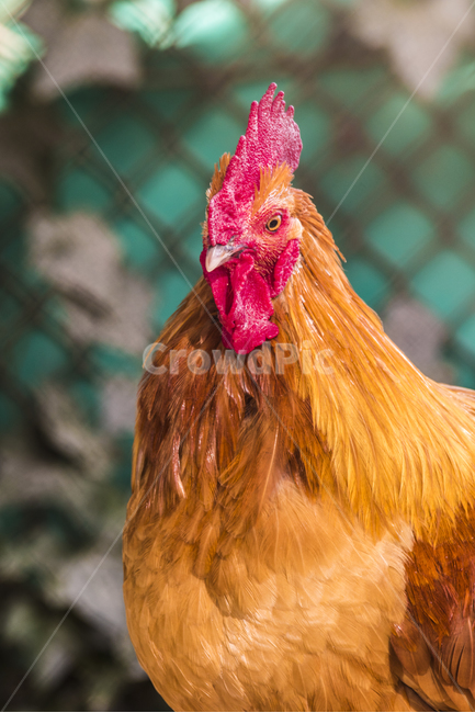 동물,닭,토종닭,수탉,새,조류,부리,가축,닭띠,동물,animal,조류,새,birds