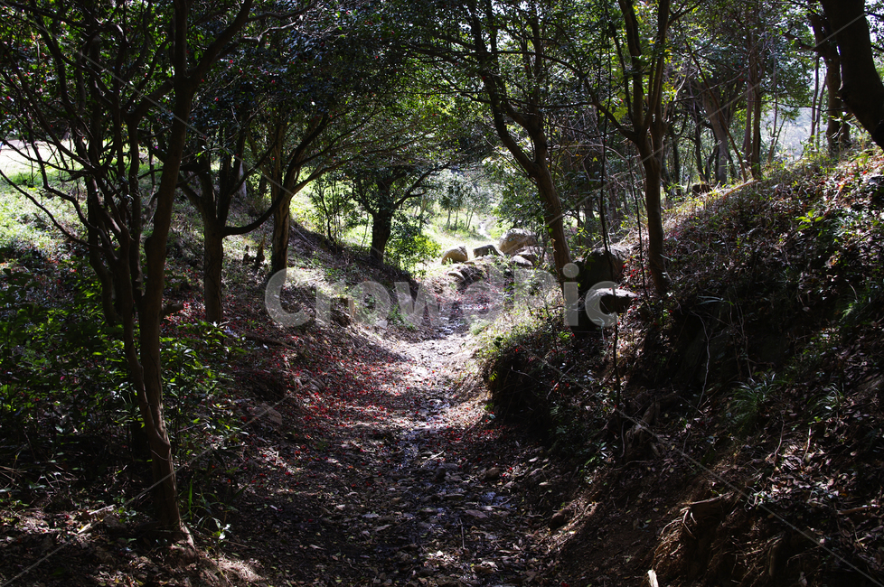 숲,낙화,동백나무,동백꽃,꽃,flower,계절,봄,spring,자연,풍경,nature,landscape,ground,바닥,tree,나무,plant,식물,tree trunk,나무 줄기