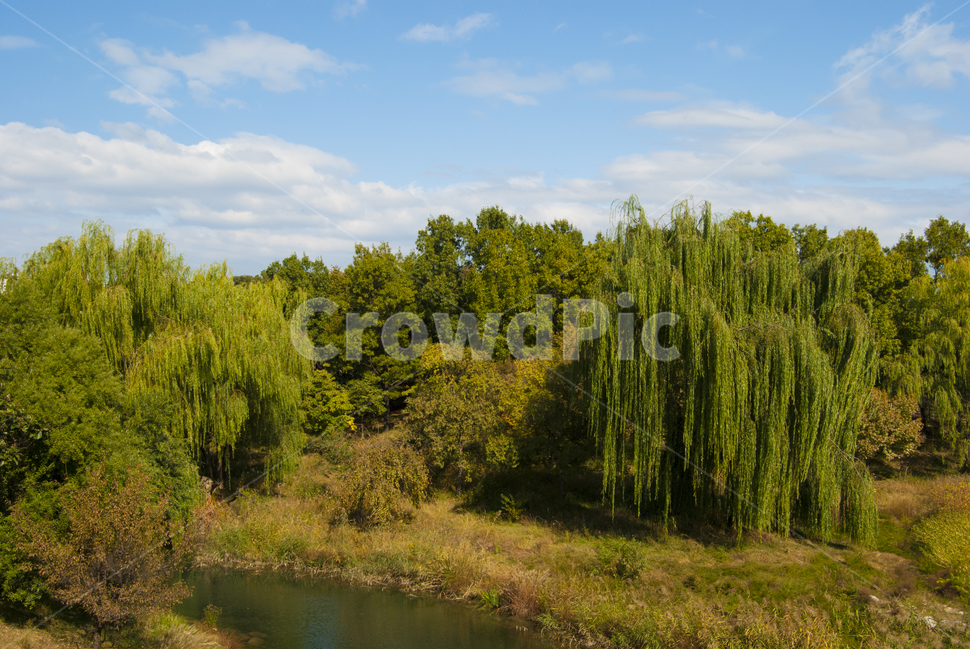 풍경,하늘,낮,숲,강,서울숲,자연,버들나무,구름,맑음,landscape,sky,morning,forest,river,cloud,tree,weed,잔디,sunshine
