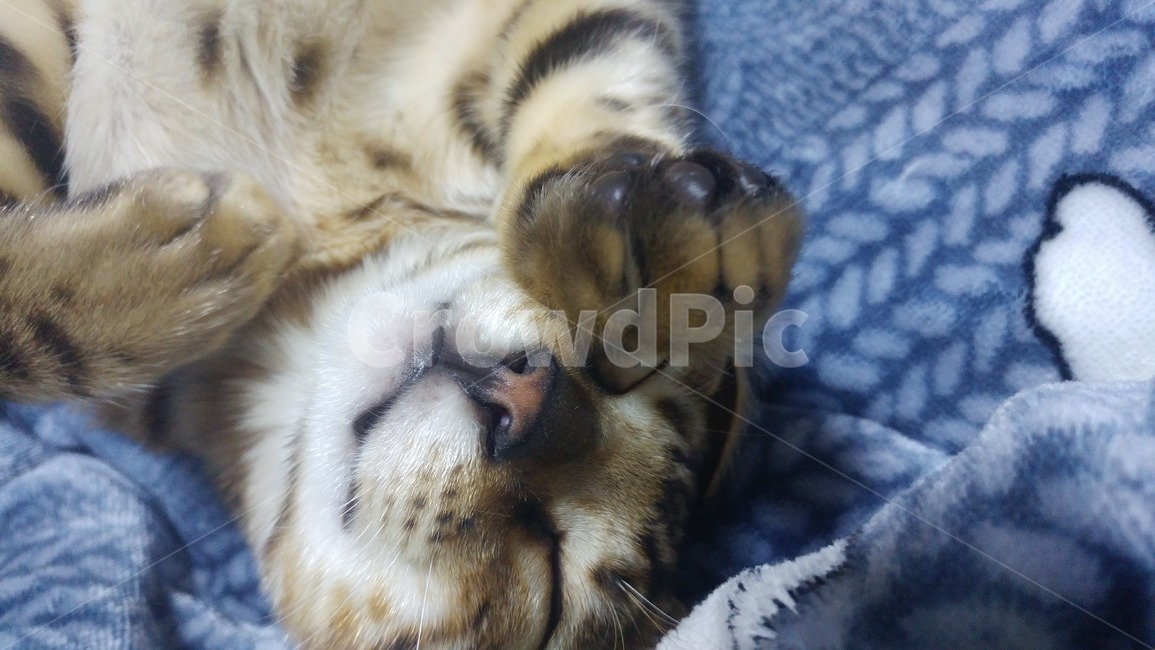 고양이,뱅갈,아기고양이,브라운뱅갈,뱅갈고양이