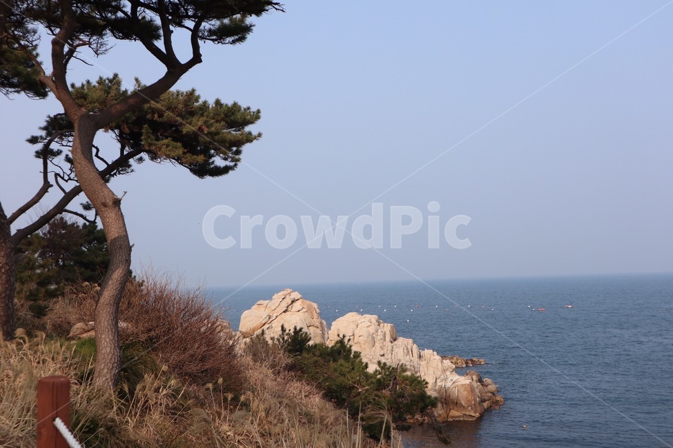 바다,자연,풍경,울산,나무
