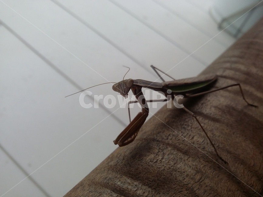 곤충,동물,사마귀,insect,animal,곤충,벌레,insect,bug