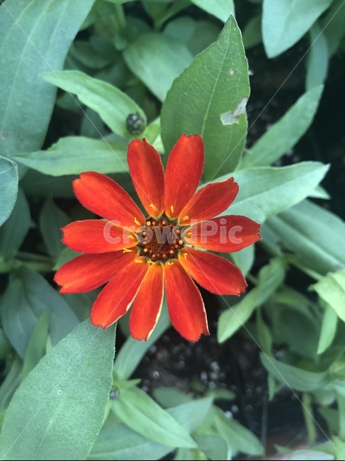 가을,꽃,붉은꽃,꽃잎,가을꽃,식물,자연,plants,nature,꽃,flower