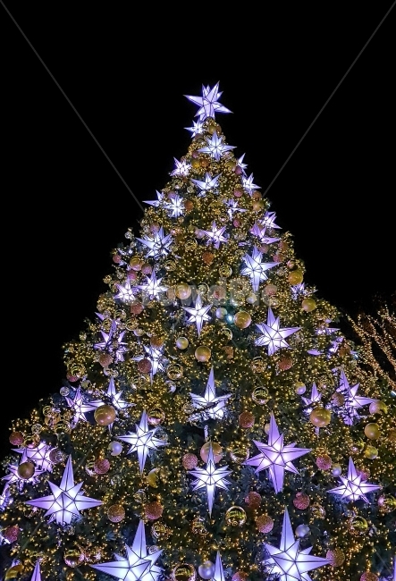 크리스마스,성탄절,트리,크리스마스트리,송년,christmas,xmas,tree,겨울,계절,winter,season,야경,밤,풍경,nightscape,night,landscape,나무,trees,wood,기념일,축하,anniversary,congratulation,celebrate,celebration,메리크리스마스,성탄절,merry christmas,ornament,장식,plant,식물,christmas tree,크리스마스 트리