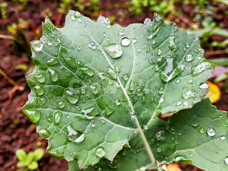 빗방울,잎,plant,식물,leaf