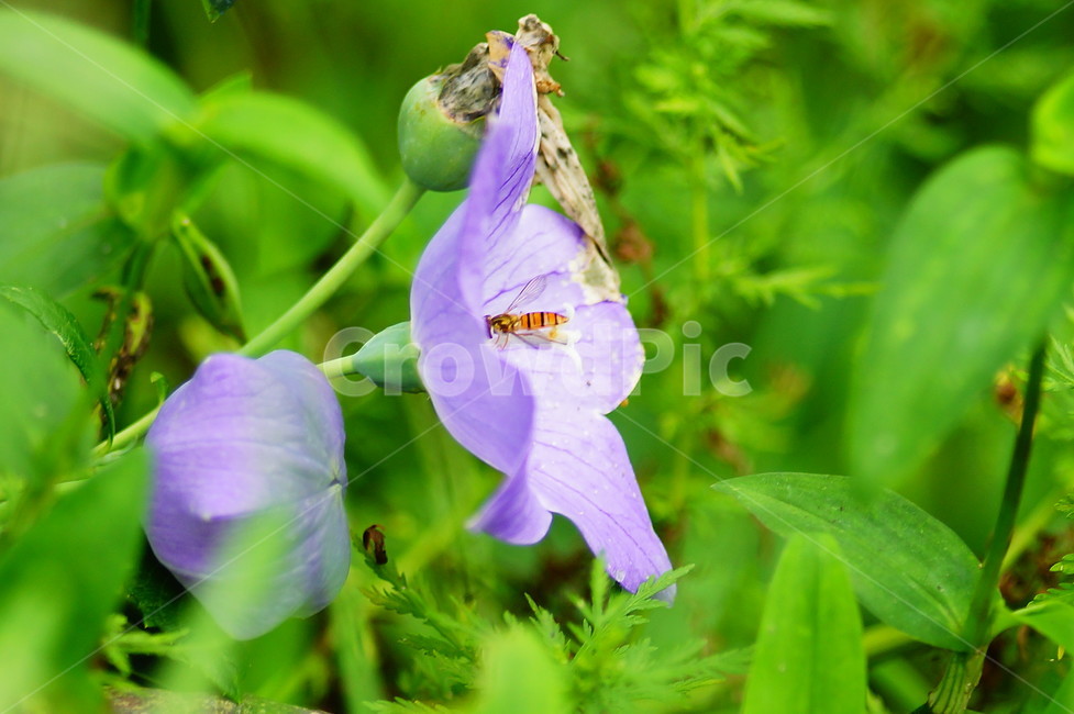 식물,plant,blossom,꽃,flower,도라지,식물,자연,plants,nature,꽃,flower