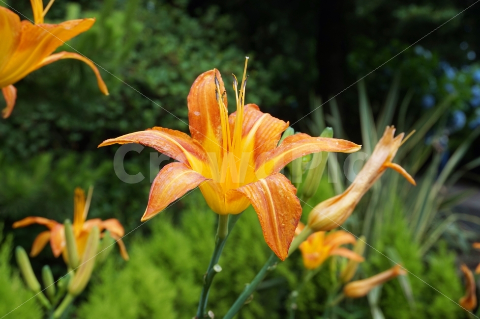 꽃,식물,자연,orange,주황색,색,color,flower,plant,힐링,휴식,감성,스냅,식물,자연,plants,nature,꽃,flower