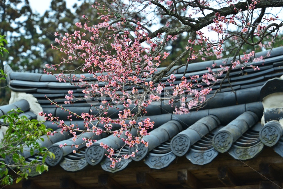 water,물,nature,자연,outdoors,옥외,승주,선암사,사찰,절,불교,유적지,문화재,벚꽃,선암매,홍매화