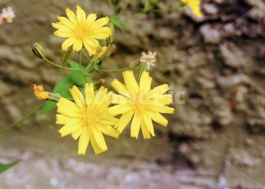 꽃,flower,노랑,작은,작은꽃,봄,들꽃,노란,노란색,yellow