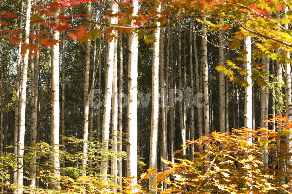 산,나무,경치,자연,빛,단풍,가을,계절,fall,autumn,season,자연,풍경,nature,landscape,식물,plants,leaf,잎,plant,tree
