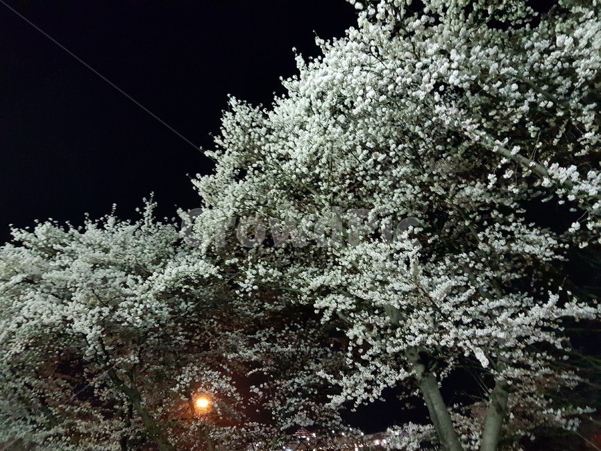 벚꽃,벚꽃축제,밤,축제,꽃