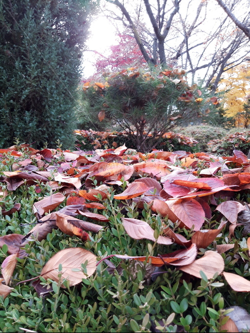 낙엽,leaf,mapleleaf,단풍잎,가을,가을,계절,fall,autumn,season