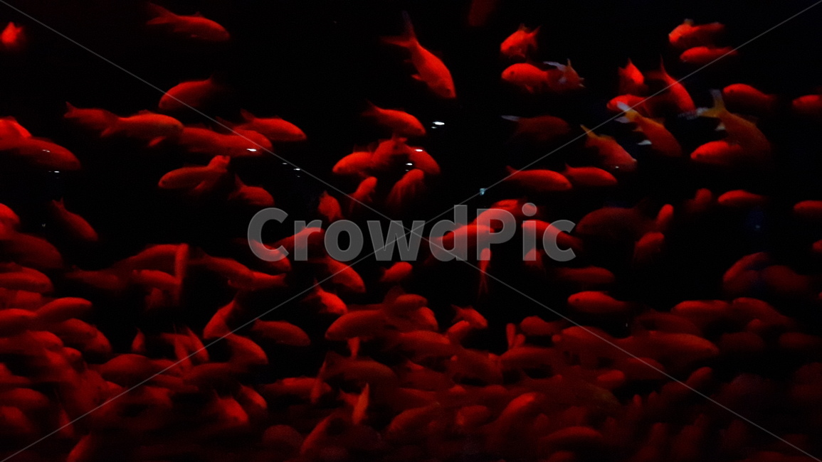 금붕어,어두움,물고기,붉음,빨강,수조,동물,animal,어류,물고기,fish