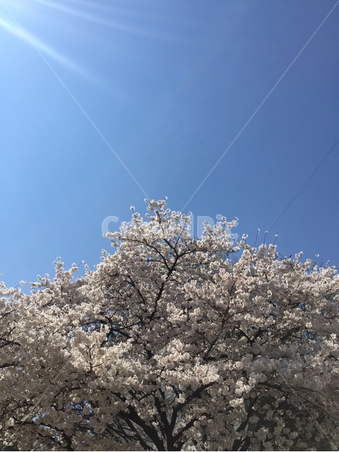 벚꽃,사쿠라,만개,식물,벚나무,봄,봄,계절,spring,season,plant