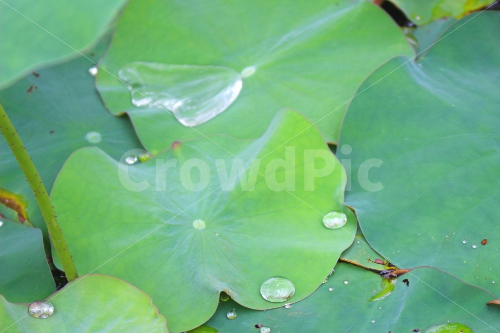연꽃,자연,비,풍경,감성,빗방울,잎,색감,초록색,식물,자연,plants,nature