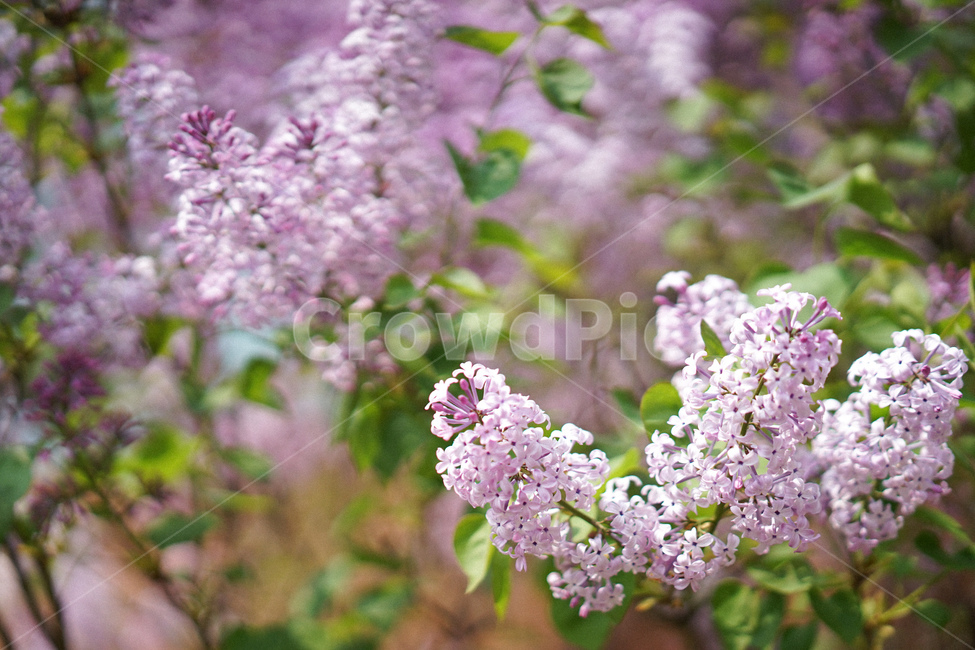 식물,자연,라일락,꽃,보라색,연보라,식물,자연,plants,nature,꽃,flower