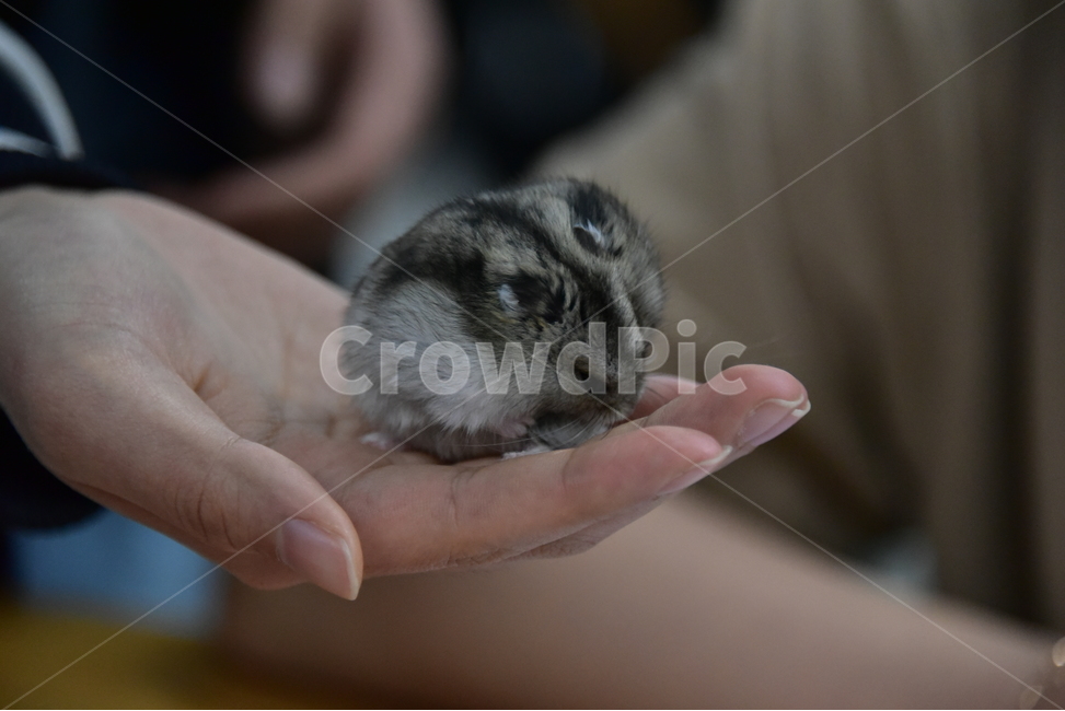 햄스터,동물,애완동물,포유류,펫,귀여움,귀여운,hamsters,mammals,pets,pet,cute,동물,animal,포유류,mammal