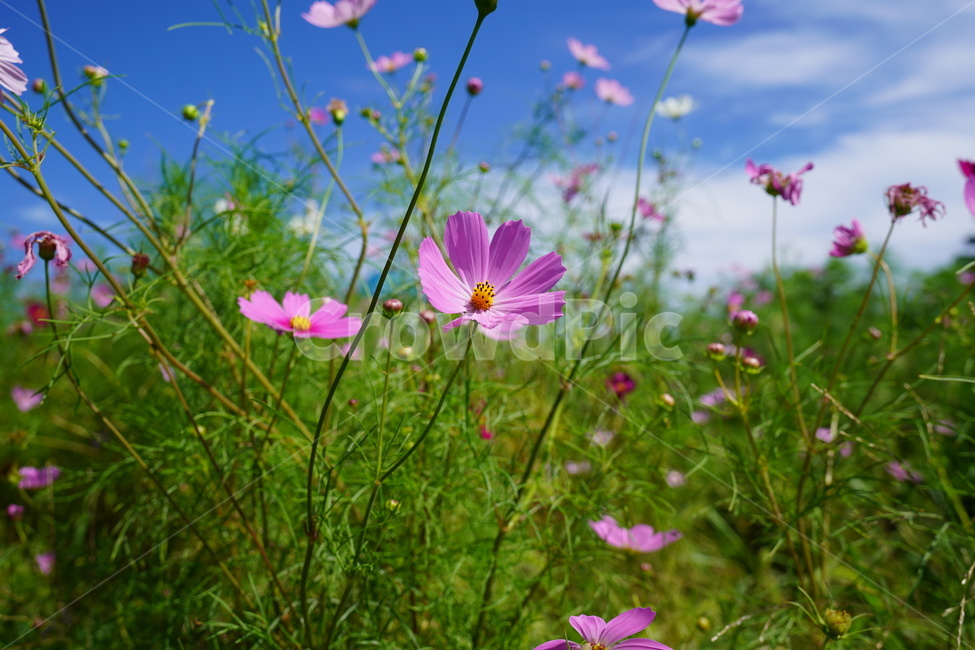 코스모스,식물,봄,향기,꽃잎,식물,자연,plants,nature,꽃,flower