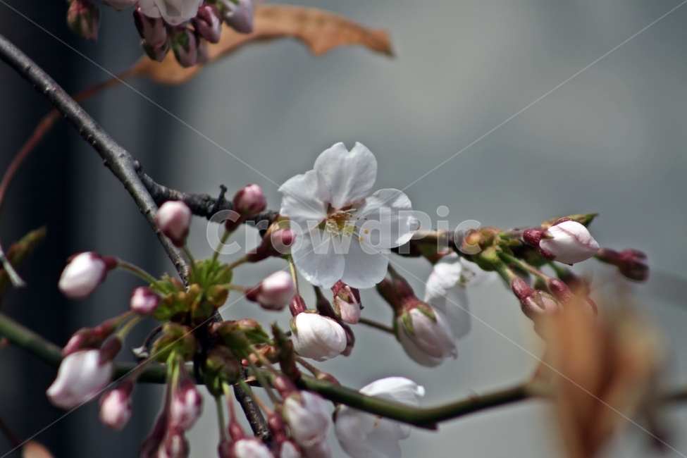 봄,봄꽃,벚꽃,꽃,식물,식물,자연,plants,nature,꽃,flower