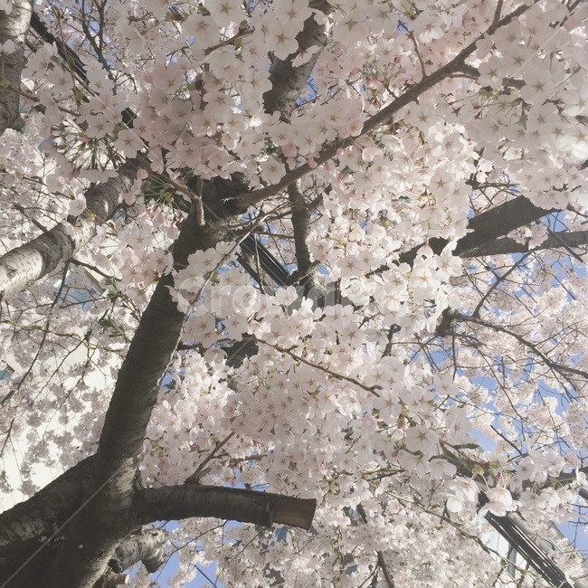벚꽃,4월벚꽃,꽃,자연,봄