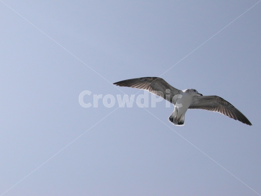 새,하늘,바다,갈매기,한마리,동물,animal,조류,새,birds