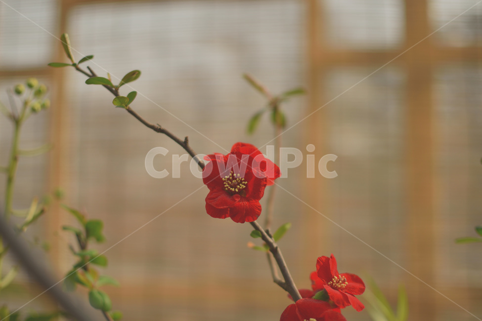 매화,홍매화,붉은색,꽃,나무,식물,자연,plants,nature,꽃,flower,감성,sensible,feeling