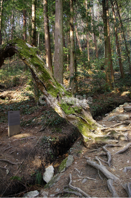 나무,식물,plant,tree,뿌리,숲