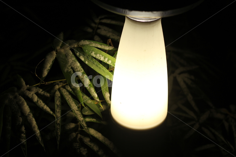 lamp,램프,plant,식물,야경,밤,전등,겨울,눈