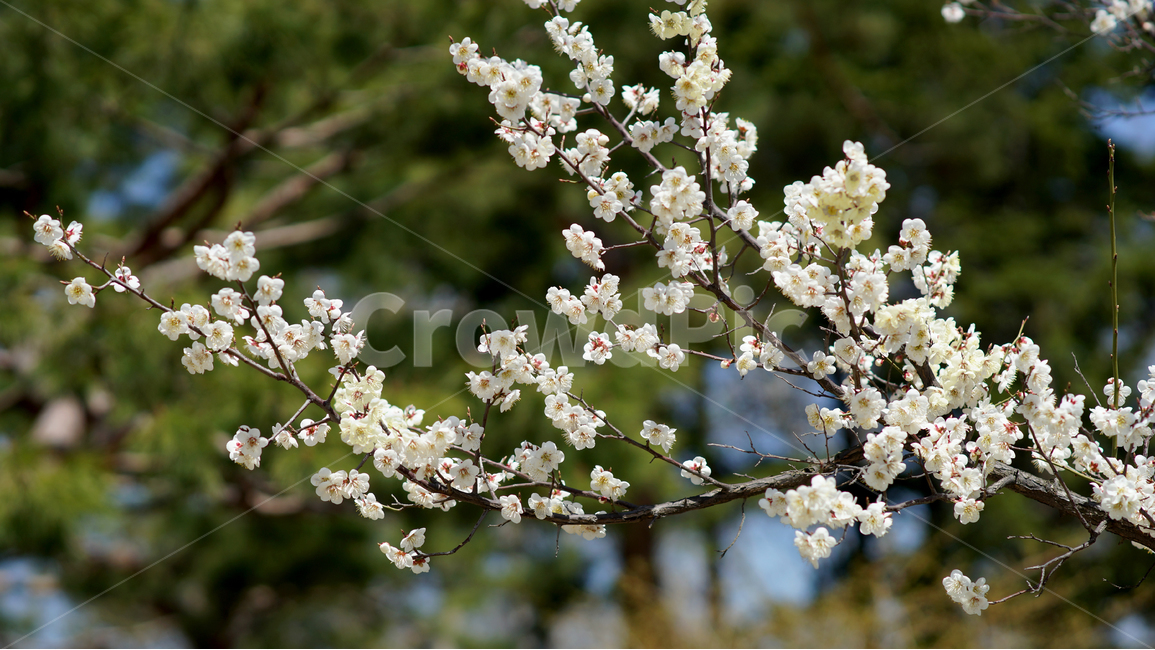 경복궁,따사로운봄,흐드러진벛꽃,아웃오브포커스,나무가지,개화철,봄,계절,spring,season,식물,자연,plants,nature,꽃,flower,plant