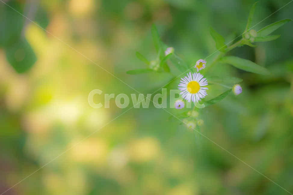 꽃,식물,개망초꽃,흰색,flower,식물,자연,plants,nature,꽃,flower