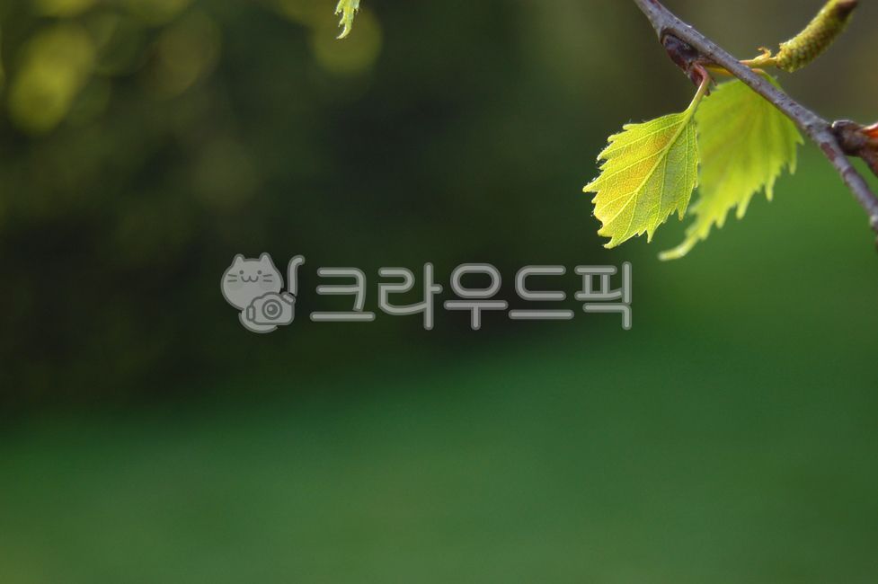 봄,초록,배경,연두,연두색,새순,background
