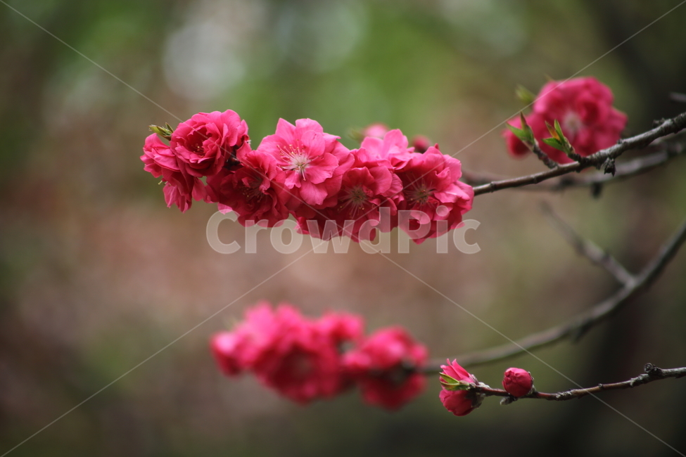 복사꽃,꽃,봄,만첩홍도,peach,Prunuspersica